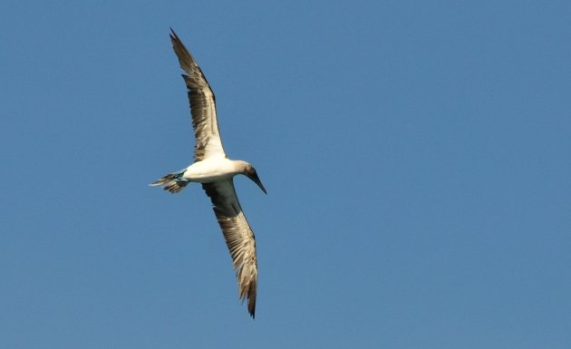 Blue-footed Booby