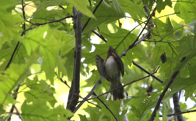Bay-breasted Warbler in Forest Park