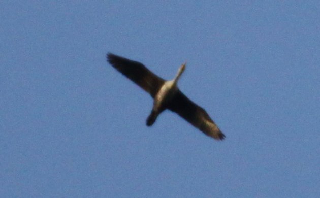 soaring Double-crested Cormorant