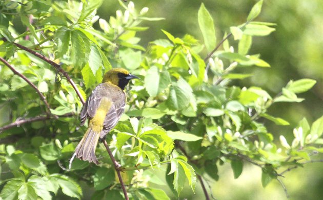 Orchard Oriole at Edgemere Landfill