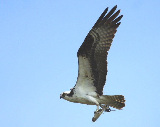 Osprey carrying a fish at Jamaica Bay