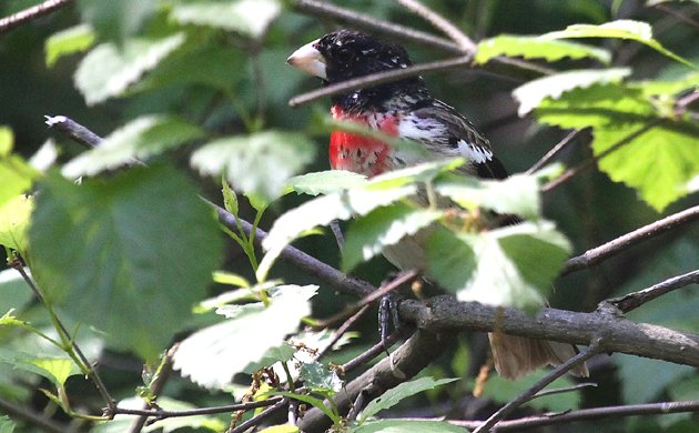 young male Rose-breasted Grosbeak