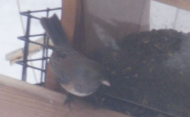 junco