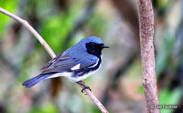black-throated blue warbler