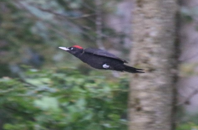 black woodpecker