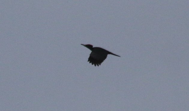 black woodpecker