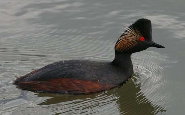 blacknecked grebe