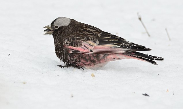 Black Rosy-Finch