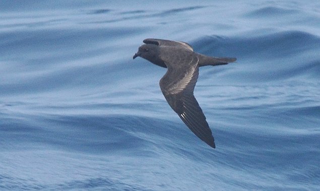 Black Storm-Petrel