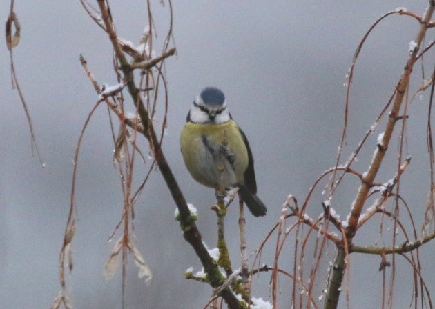 blue tit germany