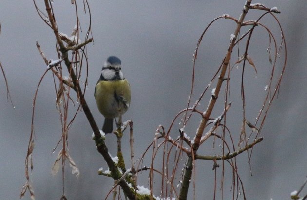 blue tit