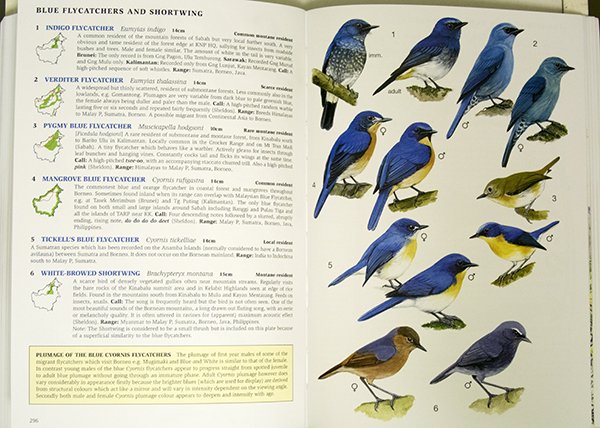 blueflycatchers.600