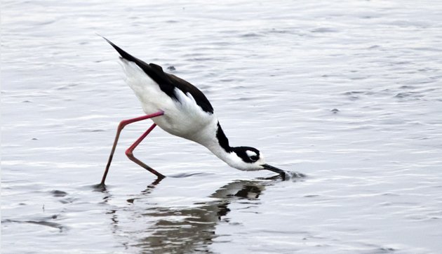 Black-necked Stilt Bombay Hook swishing