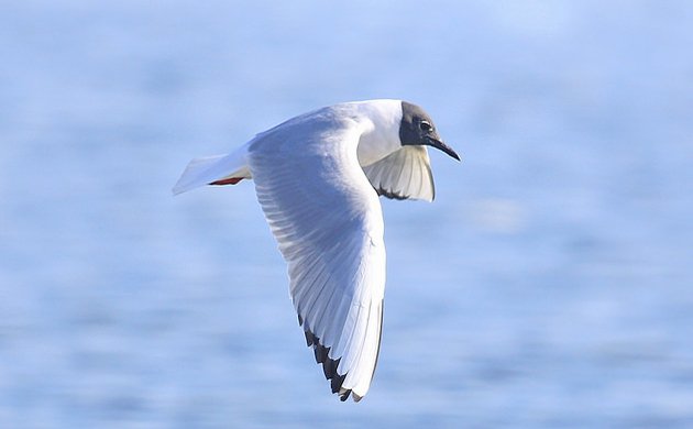 Bonapart's Gull