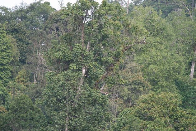 borneo forest with hornbills