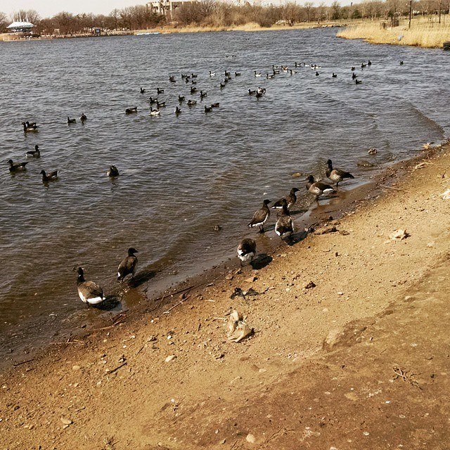 Brant at Meadow Lake, Flushing