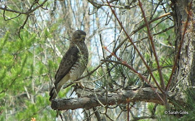 broad-winged hawk