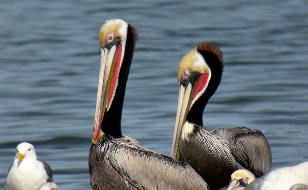 brown-pelican-breeding-Len-Blumin-CC-Flickr-ready