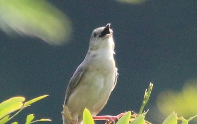 brown prinia 2