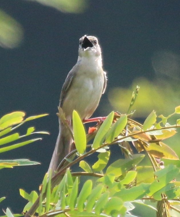 brown prinia 3