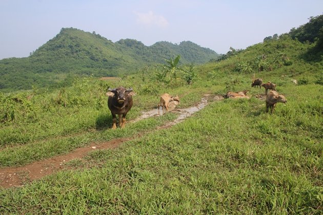 brown prinia habitat