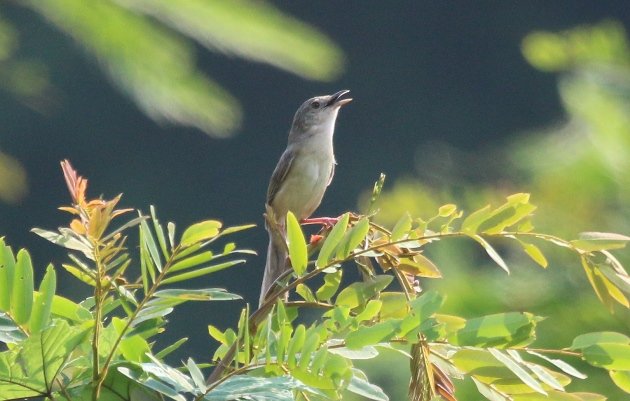 brown prinia