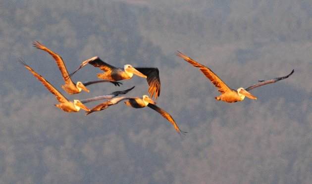 Brown Pelican