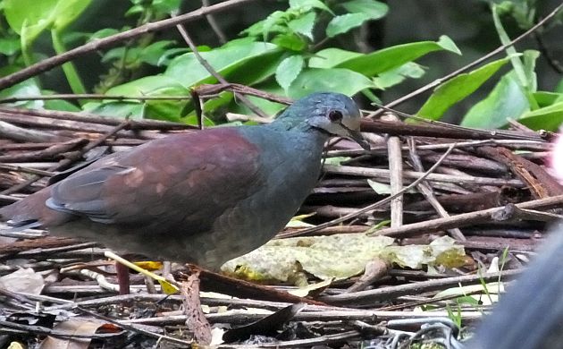 buff-fronted quail dove
