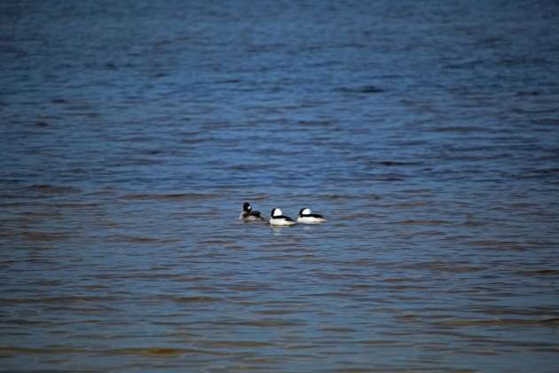 bufflehead, maine, florida, birding