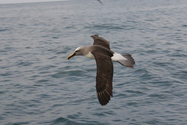 bullers albatross
