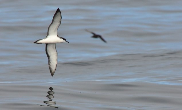 Buller's Shearwater