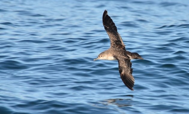 Black-vented Shearwater