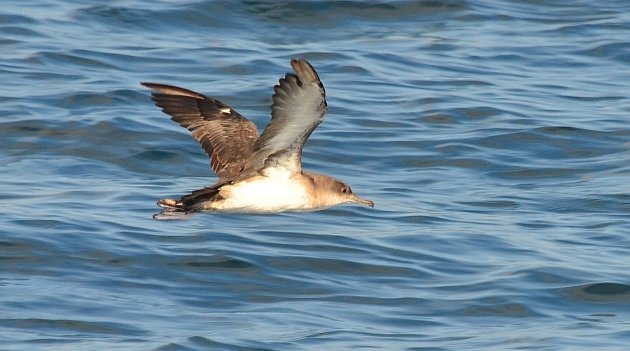 Black-vented Shearwater