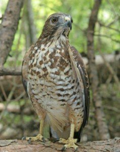 what size dog will a hawk attack