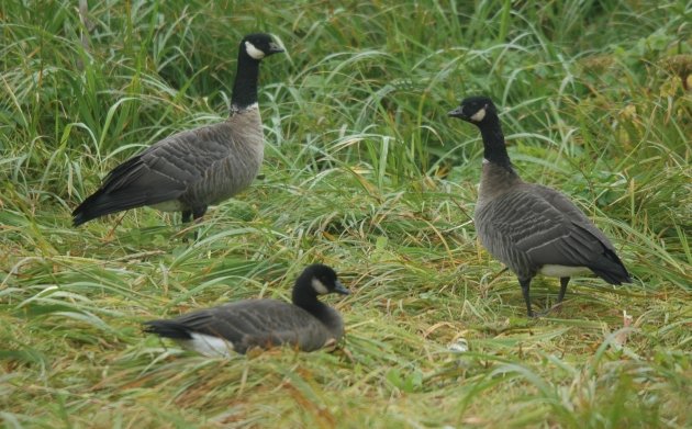 Aleutian Cackling Goose