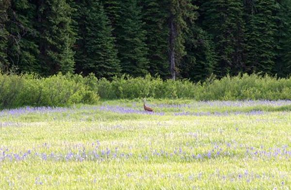 Sandhill crane in a camas meadow