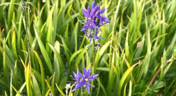 camas flower