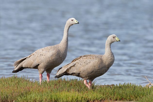 cape barren goose