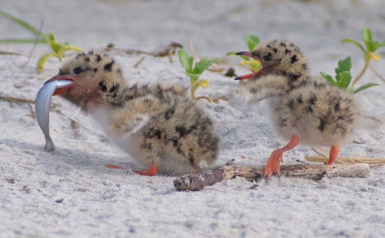 Common Tern chicks with a fish
