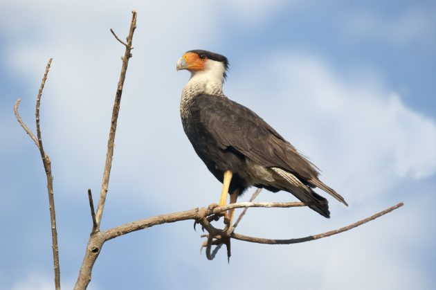 crested caracara, bird, nature, mexico