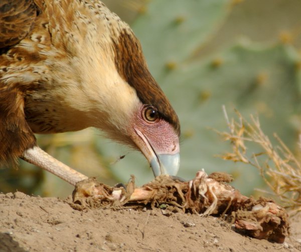 caracara