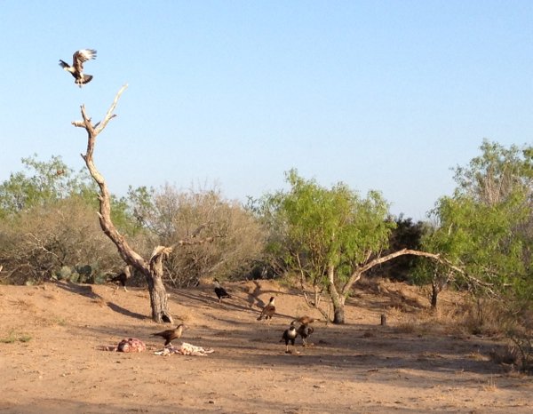 caracaras