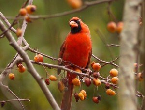 cardinal, birding, north carolina