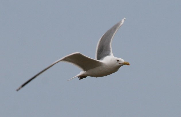 caspian gull in flight