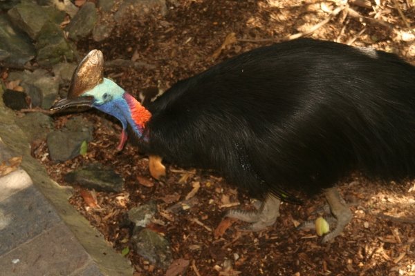 cassowary