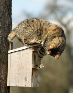 cat-on-feeder-lg