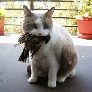 catwithbirdfull