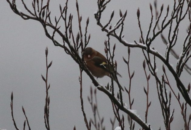 chaffinch2