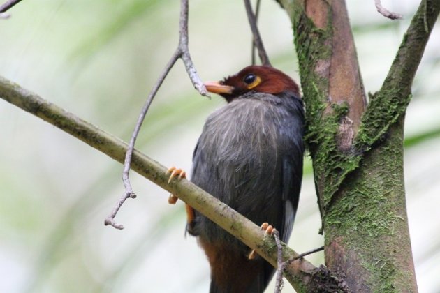 chestnut hooded laughingthrush (2)