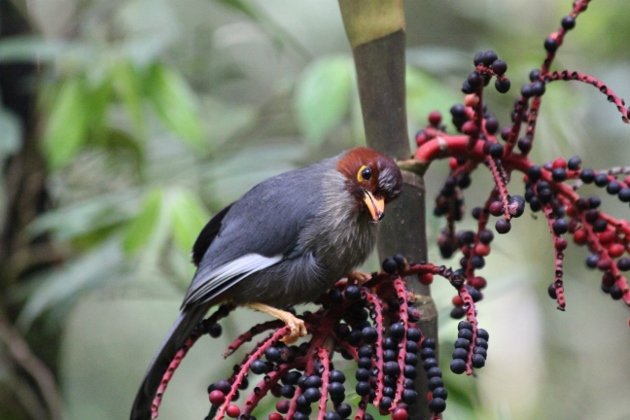 chestnut hooded laughingthrush 3